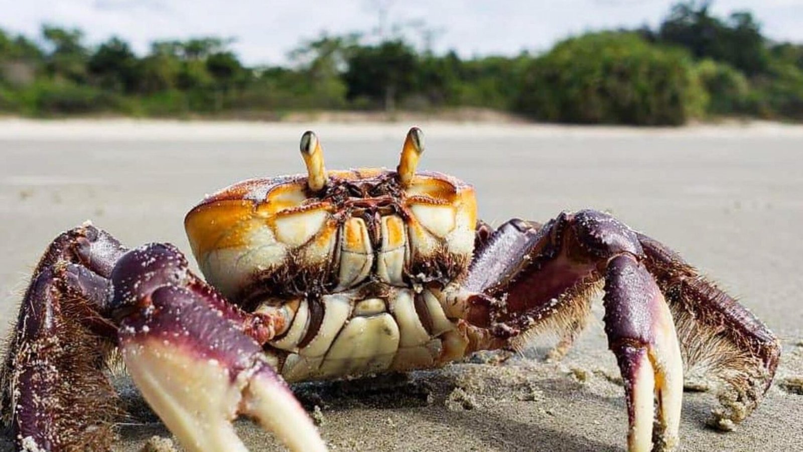 IMA alerta sobre o período de defeso do caranguejo-uçá em Alagoas ...