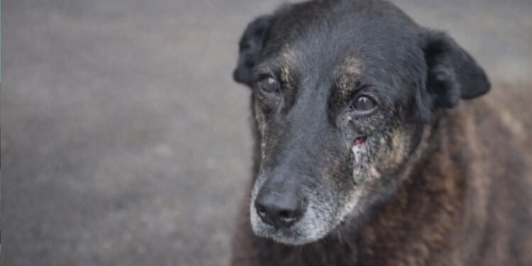 Cão Orelha: defesa de menores vai à Justiça contra redes e famosos