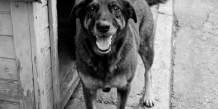 Polícia conclui investigação da morte do cão Orelha, em Florianópolis