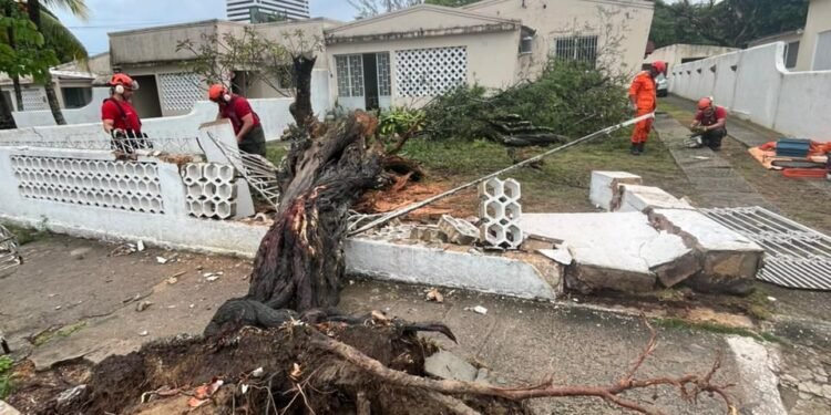 Árvore cai e derruba muro de casa da Vila Militar