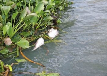 IMA emite alerta sobre peixes no Litoral Sul de AL
