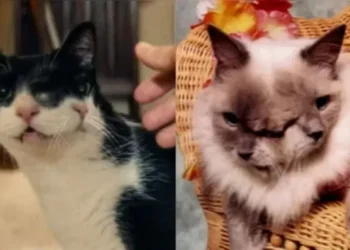 Gato com dois rostos de ‘O Agente Secreto’ existe na vida real
