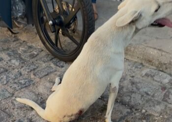 Cadela baleada em Delmiro Gouveia se recupera após cirurgia; Polícia Civil investiga caso