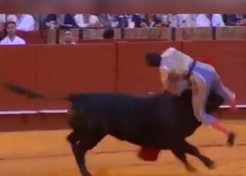 Espanha: toureiro é chifrado e fica em estado grave com lesão de 35 cm