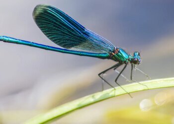 Forma como libélulas veem o vermelho pode ajudar na medicina. Entenda