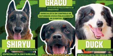 Heróis de quatro patas: conheça equipe canina das forças de segurança. Siga no YouTube