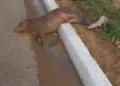 Capivara é encontrada morta às margens da BR-316