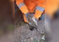 filhote de mico eletrocutado é salvo e levado ao Samu para pets