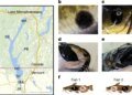 Pesquisa identifica, pela 1ª vez, câncer transmissível entre peixes