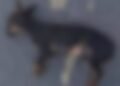 Filho leva para polícia cachorro morto atingido por vassoura e denuncia pai