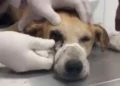 PC investiga após cachorro ser baleado no olho