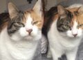 Gata some por 10 anos e reaparece no aniversário de 30 anos da tutora