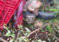 Motorista com carga de frangos é encontrado morto em rodovia