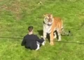 Homem morre após invadir recinto de tigres em zoológico